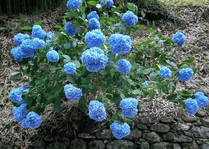 Il Bosco Di Campo Marzano & Guest house *